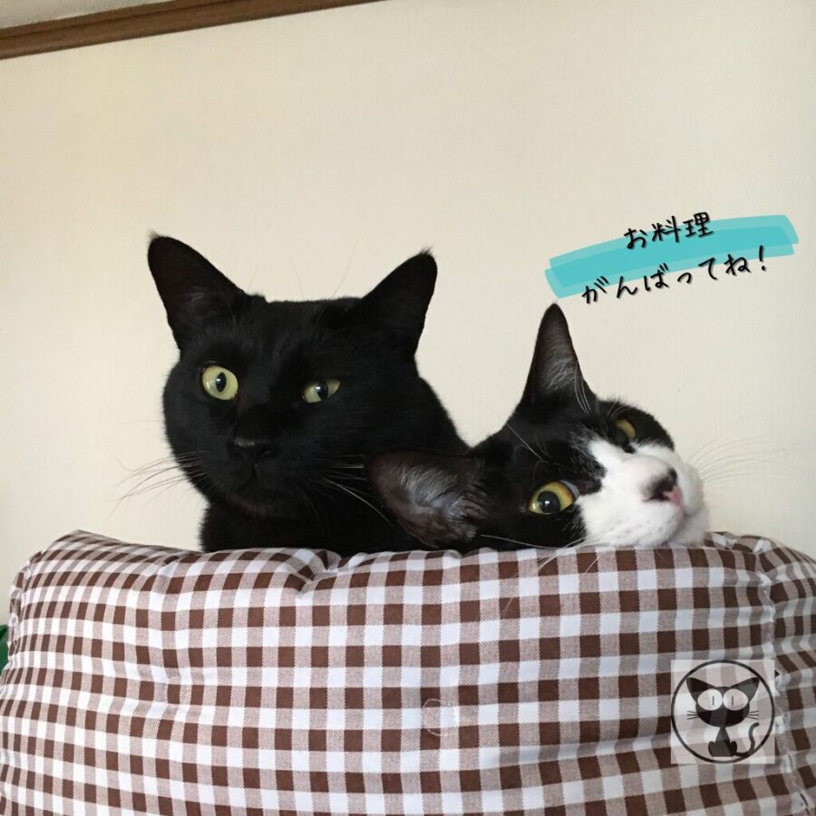 うちの黒とハチワレ猫