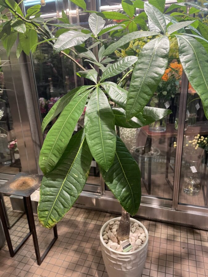 置いてみたい大型グリーン