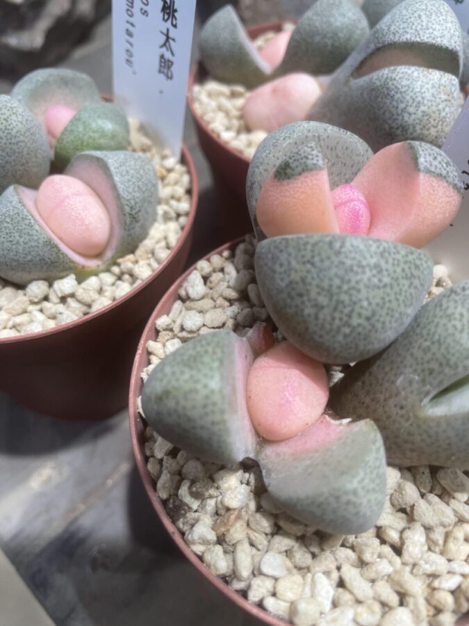 ガーデンズうめきたで販売していたグリーンたち