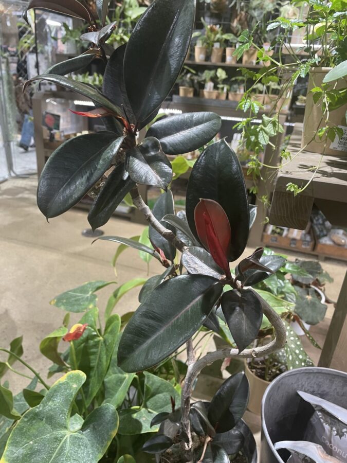 ガーデンズうめきたで販売していたグリーンたち