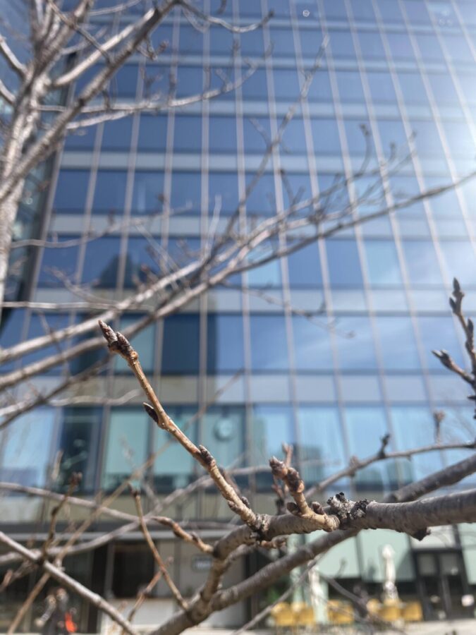 グラングリーンの山桜が芽吹いている