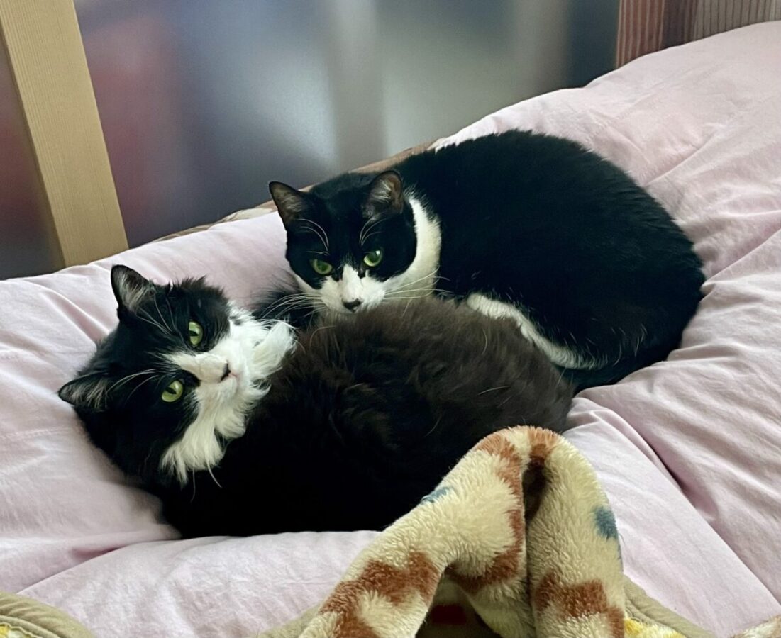 猫の昼寝の様子