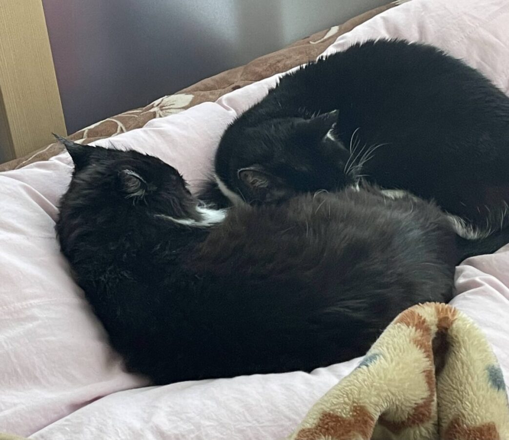 猫の昼寝の様子