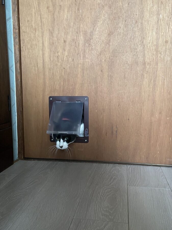猫ドアをくぐり抜ける様子