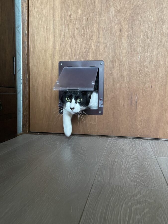猫ドアをくぐり抜ける様子