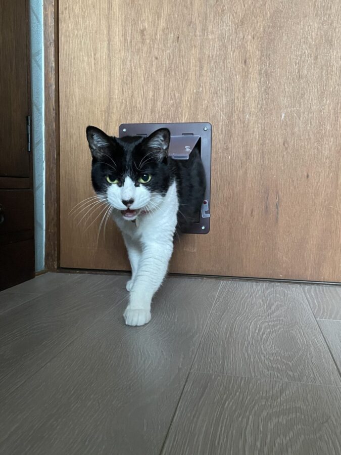 猫ドアをくぐり抜ける様子