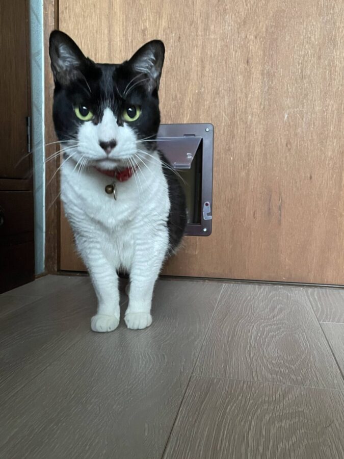 猫ドアをくぐり抜ける様子