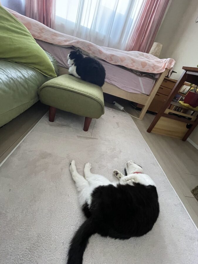 部屋でくつろぐ猫