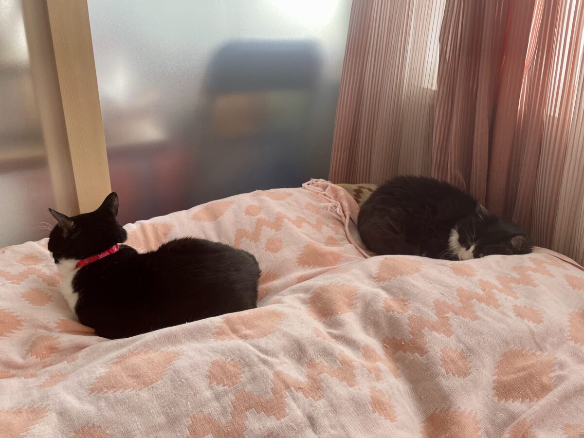 好きな所で寝る猫