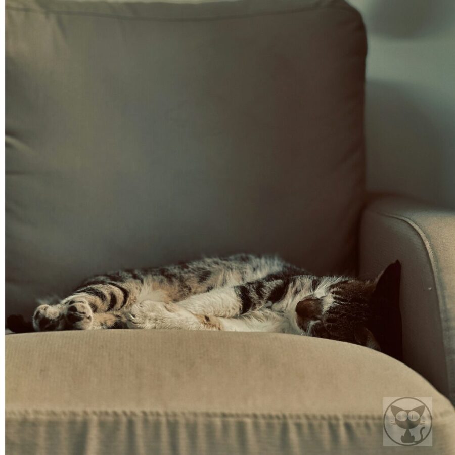 ソファーで寝る猫